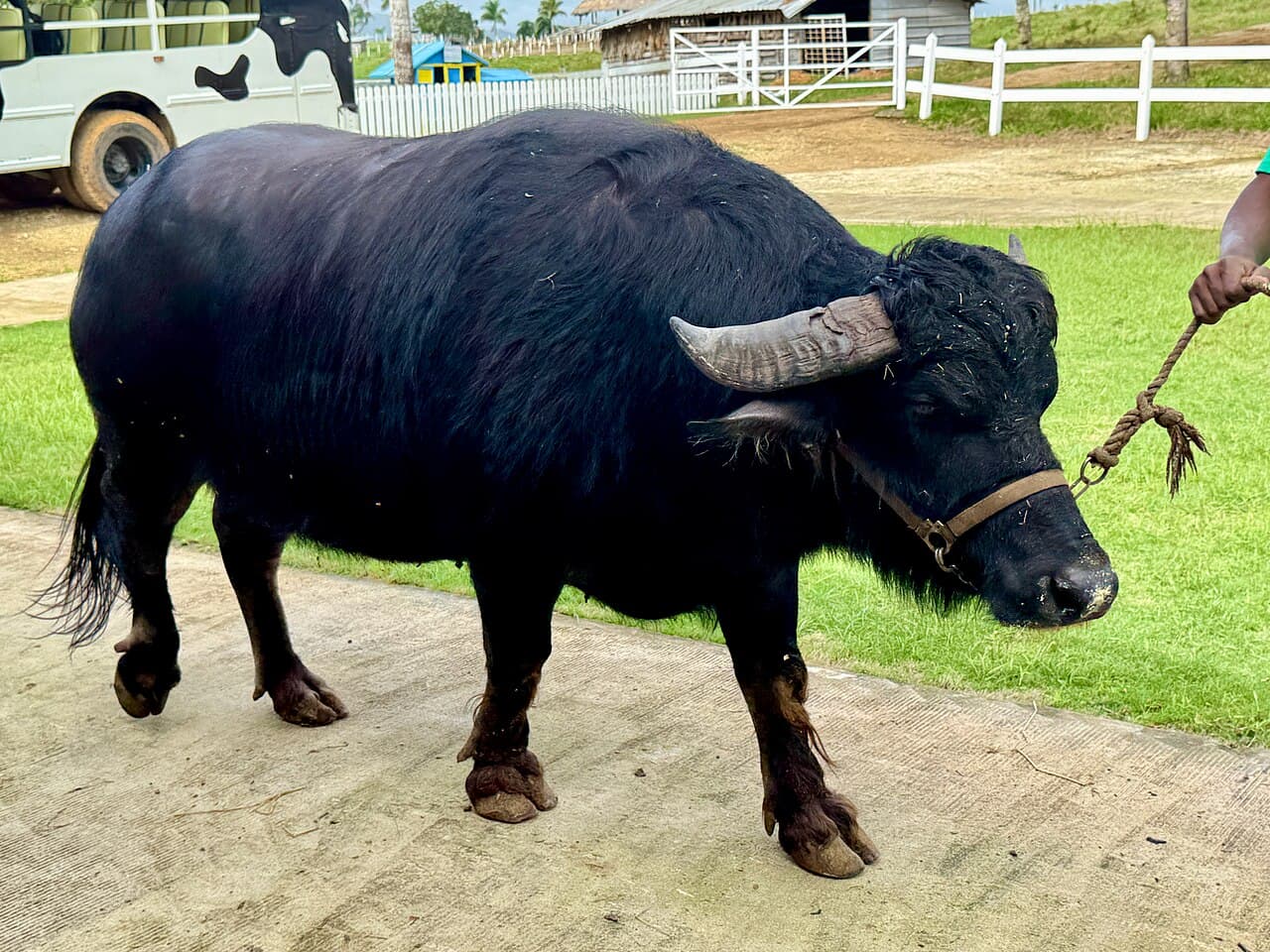Livestock and water buffalo health