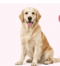 Golden retriever for female dog sterilisation