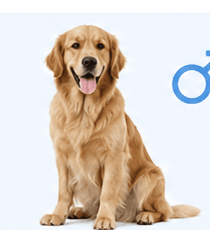 Golden retriever for male dog sterilisation